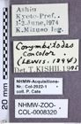 Etiketten zu Corymbitodes concolor (Lewis, 1894) (NHMW-ZOO-COL-0008320)